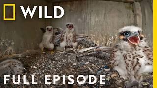 Peregrine Falcon Chicks in NYC Full Episode  Extraordinary Birder with Christian Cooper