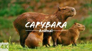 1 HOUR OF CAPYBARA VIDEOS  Video 4K  Capybara videos.