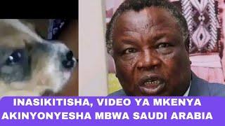 Unyama ulioje video ya mwanadada mkenya akiwanyonyesha mbwa Saudi Arabia.