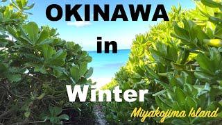 Japan’s most beautiful island ? Miyakojima Island Trip in December.