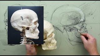 ANATOMY FOR ARTISTS  Head & Neck