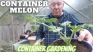 Grow Container Melons Gardening Allotment UK Grow Vegetables At Home 