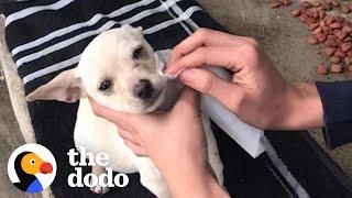 Teenager Sneaks Lost Puppy Into His House When His Parents Fall Asleep  The Dodo Faith = Restored