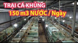 ĐỘT NHẬP Trại Cá Dĩa KHỦNG ở Trung An - củ chi