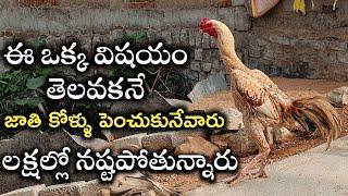 jathi kolla pempakam jathi kolla farming rooster farming problemschicken farming kolla pempakam