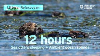 12 Hours Of Sea Otters Sleeping In Monterey Bay  Ambient Ocean Sounds  Littoral Relaxocean