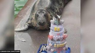 Rescued seal Sheba celebrates 50th birthday at sanctuary UK 22Sep2024