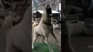 Top 5 Scary dogs   big  weird  powerful  தமிழ்