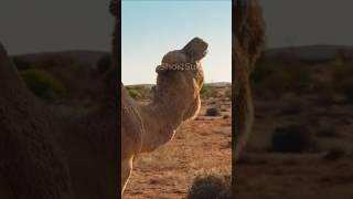  The Camel Is An Inhabitant Of The Desert #shorts