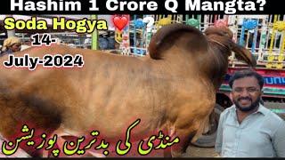 Multan Mandi Ne Northen Bypass Mandi Ki Yad Dila Di   2025 Ka Maal Agya  Cow Mandi 2025