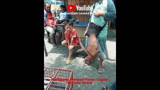 Test Merpati Spek Jedor #shortvideo #shorts #merpati #shortvideo