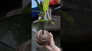 my Boy tried his hand at Creating a KOKEDAMA  moss ball #gardening #garden #gardeningtips