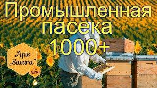 Промышленная пасека Молдовы в 1000 семей & Apis Sacara