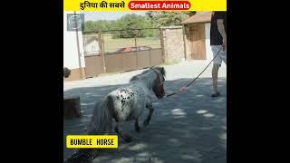 दुनिया के सबसे Smallest Animals  Smallest  Animals  #shorts #ytshorts