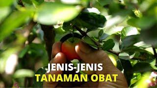 Kebun Tanaman Obat