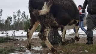 Schnelle Schlachtung eines BullenFast slaughter of a Bull  ЗАБОЙ КРС