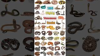 180 Venomous Snakes Part- 02 #venomoussnake #poisonoussnakes #snakename #snakes #poisonoussnake