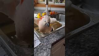 A nice shower but the blow dryer is the best  #barneythewestcoastcockatoo