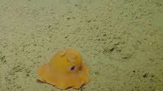 Shy Dumbo Octopus - 2015  Nautilus Live Remastered