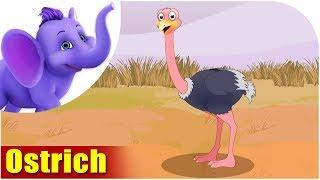 Ostrich  Song on birds  4K  Appu Series