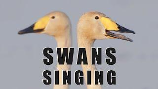 Bird sounds - SWANs singing in the spring lake