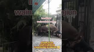 Sapi Kurban Ngamuk 