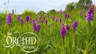 Southern Marsh Orchids @ Wansford Meadows OH160