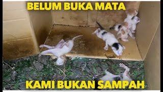 BAYI KUCING BELUM BUKA MATA DIBUANG INI MEREKA SEKARANG