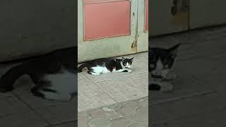 Kucing namanya si kumis #shorts #videoshorts #cat