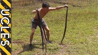 Catching Wild Rabbits using Snakes BAREHANDED Rabbit Catch