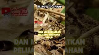 Si Imut dengan suara merdu yang ganas kamabunta kodok bufo² #feedshorts #faktaunik #shortvideo