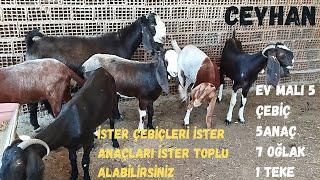 EV MALI 18 ADET HALEP KEÇİLERİ 5 ANAÇ 5 ÇEBİÇ 7 OĞLAK  VE  TEKE 05536206138 YER CEYHAN#halep#goat