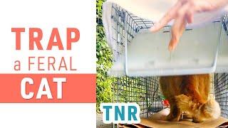 Trap Neuter Return  Catching Feral Cat