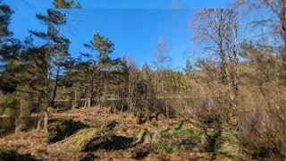 Field Recording  Norwegian Forest In Spring Forest Birds