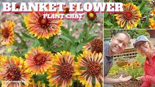 Blanket Flower Care  Gaillardia Plant Chat