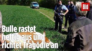 Tragödie in Hessen Bauer und Mutter von Bullen zu Tode getrampelt