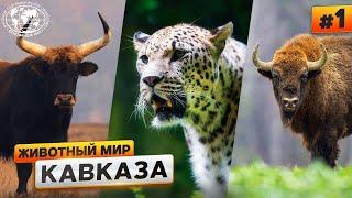 Животный мир Кавказа чем богаты горы  @Русское географическое общество
