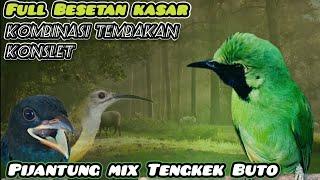 Masteran Cucak ijo full tembakan kasar‼️Grojogan Pijantung mix Tengkek Buto