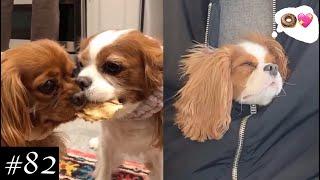 Meet Cavalier King Charles Spaniel Compilation  Dogs Videos