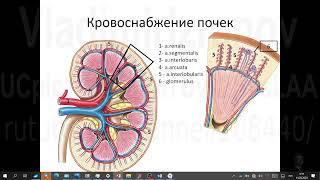 Кровоснабжение почек. Практическое занятие со студентами 1 курса. Запись 2023 03 14 09 11 00.