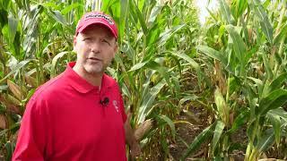 WM23- Research on Tillage Systems for Corn