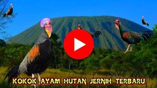 Suara Kokok Ayam Hutan Jantan Terbaru 2024‼️1000% Sangat Jernih & Ampuh