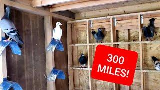 300 Mile Pigeon Race Arrivals  250 Mile Race Results