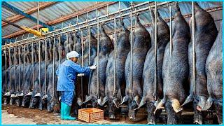 How Chinese Farmers Millions Raise And Process Of Black Pigs in Factory - Black Pig Farm Technology