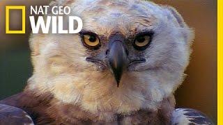 Beware The Harpy  Perus Wild Kingdom