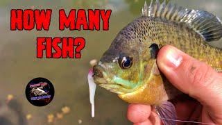 How Many Fish Can Be Caught in an Hour?