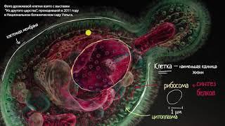 Введение в цитологию видео 1  Строение клетки  Биология