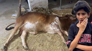Eid se Pehle Cow ko Kiya HogyaNehla Di Apni Cow