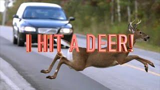 White-tail Deer Hit By Car During Rut Season Caught On Dash Cam - Roadkill