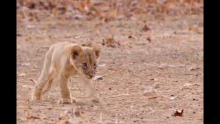 Lioness ignores her injured cub misfit wont feed him